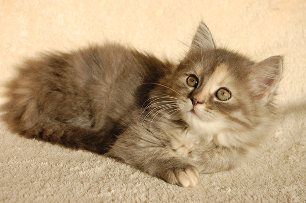 Ornella - 9 Wochen.jpg